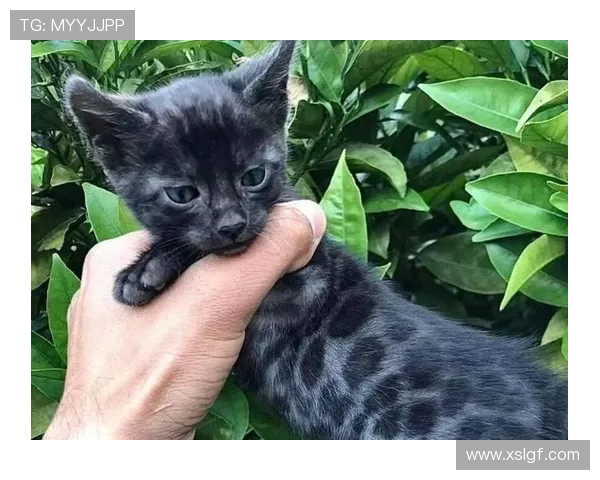 如果我是猫 霍安就是黑豹 未来未可知